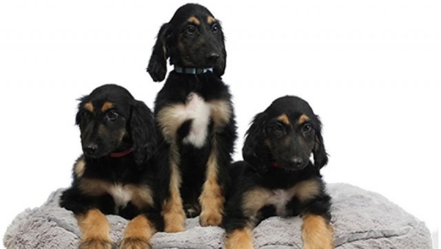 Científicos clonan hasta tres veces al primer perro clonado de la historia

