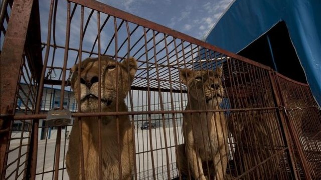 Protestan en la entrada de un circo que se ha promocionado como 
