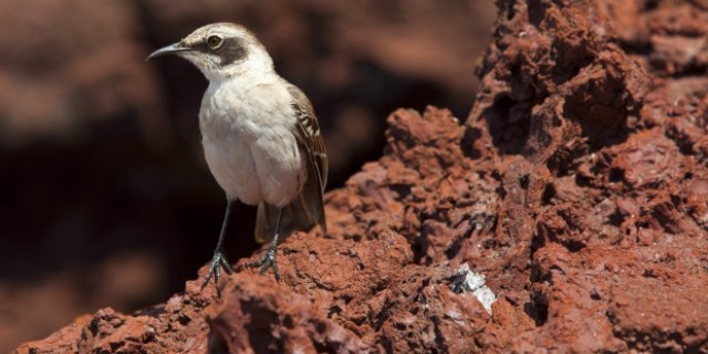 Descubren en las Galápagos que dos generaciones bastarían para que surja una nueva especie