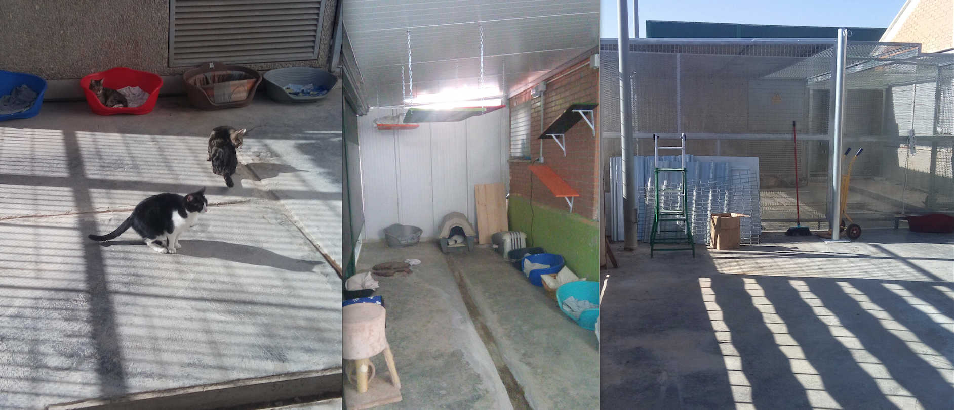 Los gatos en el nuevo espacio, ya remozado por la Concejalía de Bienestar Animal. - 