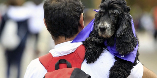 Más de la mitad de las mascotas que llegan a los hogares españoles ya son adoptadas