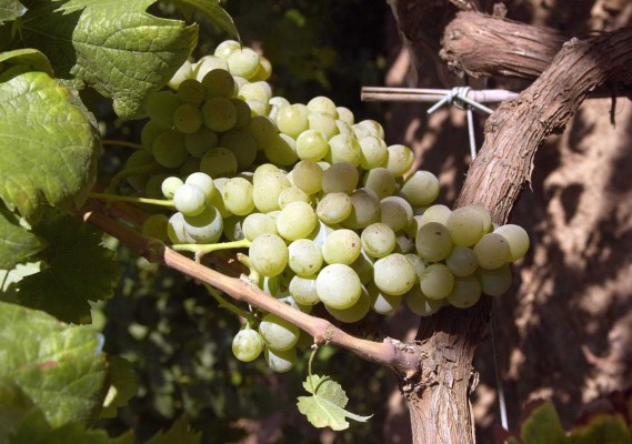Les Corts piden al Gobierno que no restrinja la plantación de viñedos para cava valenciano