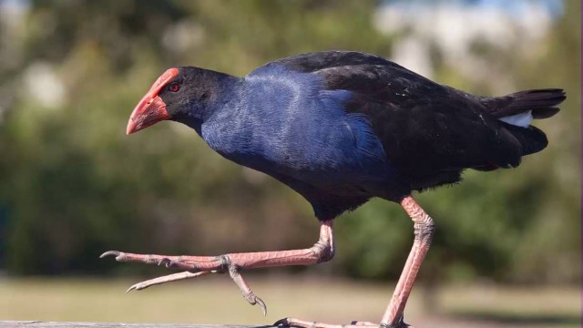Pillado un cazador que mató un ave en peligro de extinción en l'Albufera
