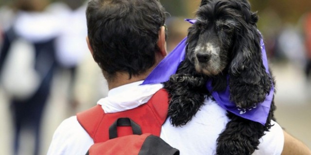 Más de la mitad de las mascotas que llegan a los hogares españoles ya son adoptadas