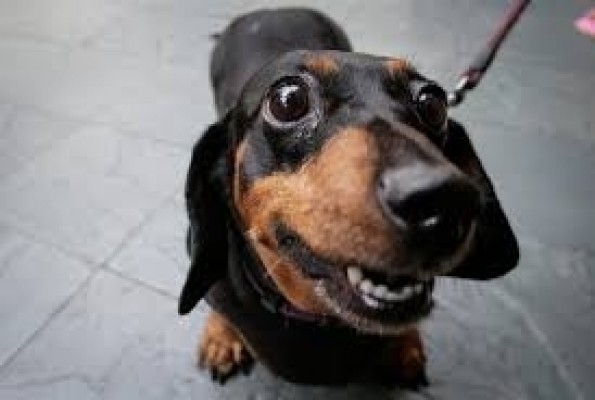 Tu perro se relame cuando le pones mala cara porque intenta comunicarse contigo para entenderte