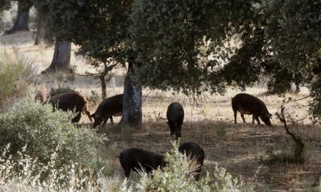 El encarecimiento de materias primas amenaza con una subida del jamón ibérico de bellota