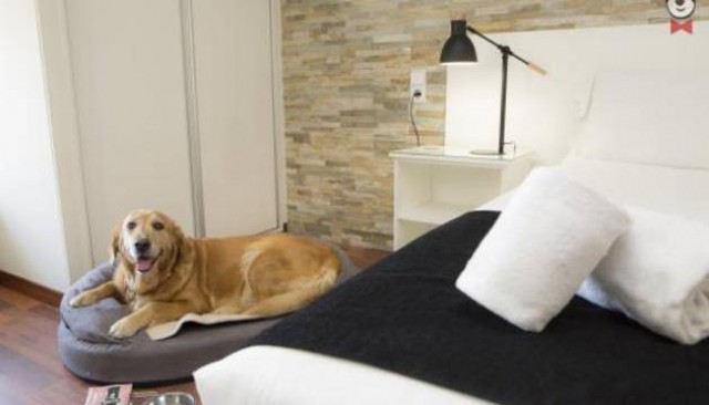  València es la segunda ciudad de España con más hoteles 'pet-friendly'