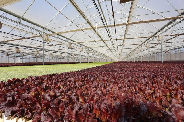 Grupo Citrus desarrolla un nuevo método de  cultivo que reduce un 60% el consumo de agua