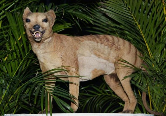 El extinto tigre de Tasmania era un canguro con piel de lobo

