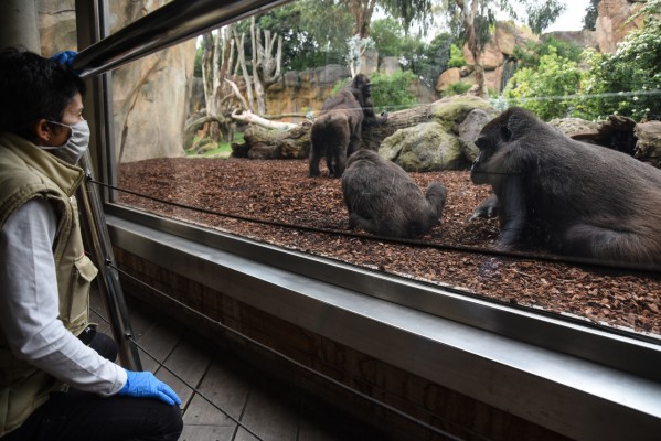 Así viven los animales del Bioparc a la espera del regreso de los visitantes (Fotos: Eduardo Manzana)