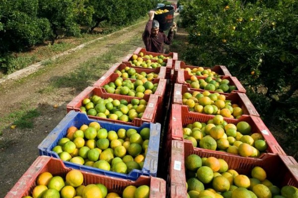 La Comunitat Valenciana pierde casi cinco agricultores y ocho hectáreas de cultivos cada día 
