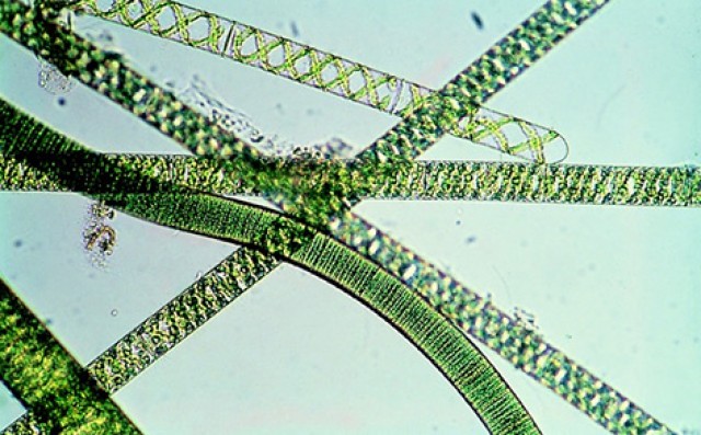 Realizan el primer experimento para cultivar oxígeno con microalgas en el espacio

