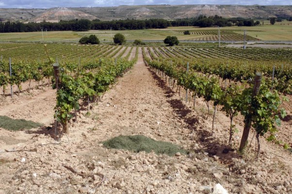 Los viticultores valencianos podrán plantar todo el cava que solicitaron en 2017
