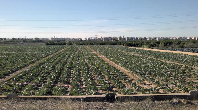 Què fem amb el camp valencià?
