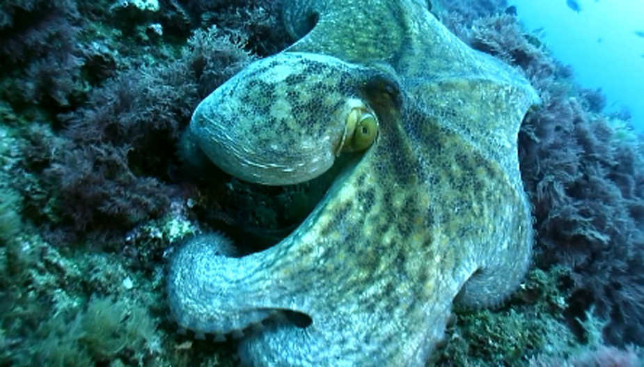 De Polps i nacres. Protegir la fauna marina
