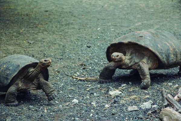 Islas Galápagos, el paraíso de Darwin