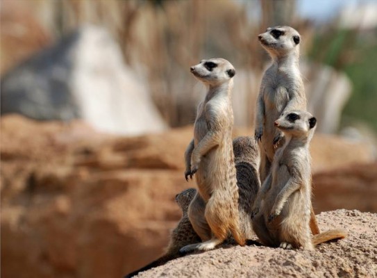 Caldos, bebidas templadas, camas de calor o cañones de aire caliente mitigan el frío de los animales en Bioparc Valencia