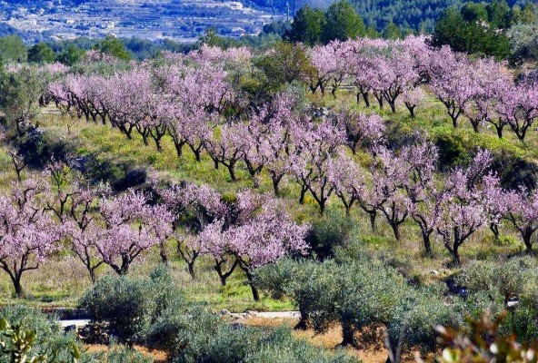 Xylella versus Filoxera?
