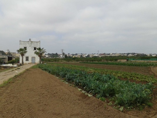 Terra d’horta