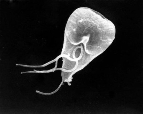 Un parásito imita las proteínas humanas para proporcionar 'comidas preparadas' desde el intestino

