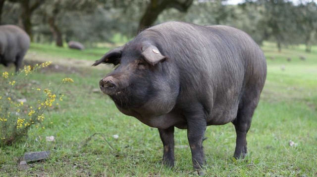 Agenda Hedonista: a ponerse como cerdos