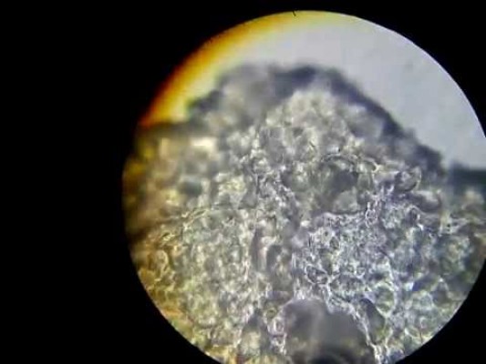 Micromundo, una nueva aplicación valenciana para aprender ciencia