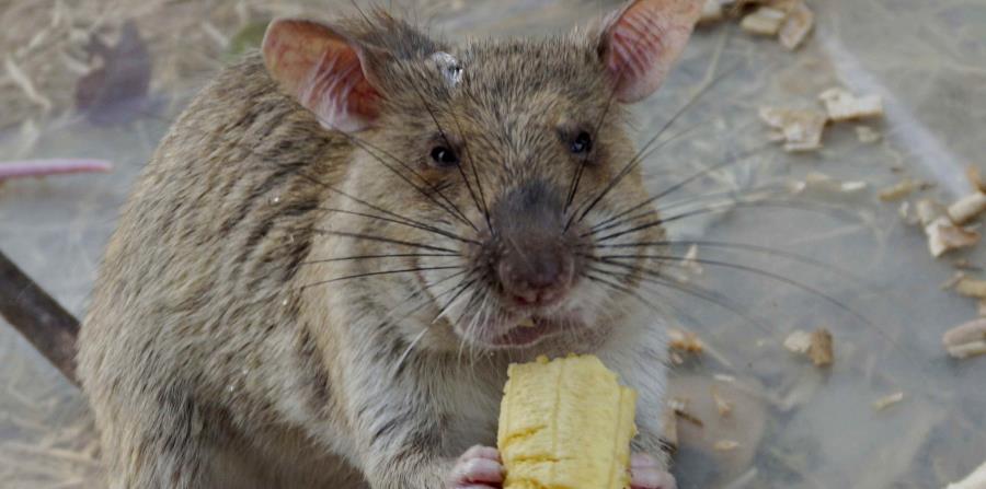 Las ratas también son de compartir: hacen y devuelven favores con alimentos y útiles de aseo 